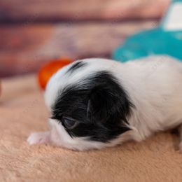 Tri Boy - Black tan and white male Japanese Chin puppy in Rapid City, South Dakota from Sakura Japanese Chin