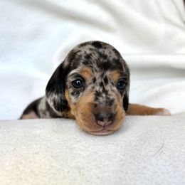 Dachshund Puppies from Weenie Bros