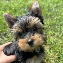 Summer - Black and gold female Yorkshire Terrier puppy in Ephrata, Pennsylvania from Heritage Yorkies
