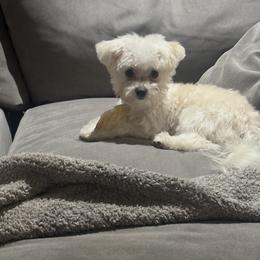 Duffy - Maltipoo