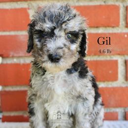Gil - Blue merle and white male Sheepadoodle puppy in Comanche, Texas from Central Texas Doodles, LLC.