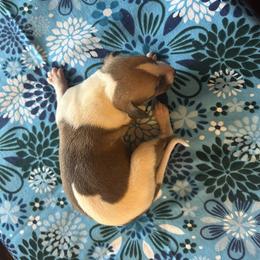 Boo - White and fawn male Whippet puppy in Oneida, Tennessee from Saving Grace