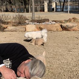 Golden Retriever Puppies from Daniel Ranch Golden Retrievers