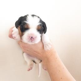 Cavalier King Charles Spaniel Puppies from Cumberland Cavaliers