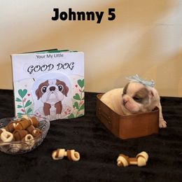 Johnny 5 - White male Bulldog puppy in Tremonton, Utah from Snuggle Pups