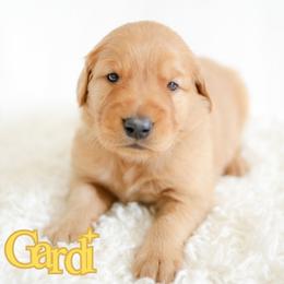 Gardi - Dark golden male Golden Retriever puppy in Idaho Falls, Idaho from Brinton Goldens