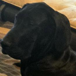 Great Danes from Rose Great Danes