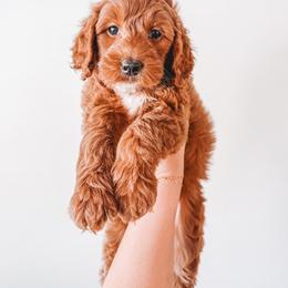 Sherman (Red Collar) - Red  male Goldendoodle puppy in Beaverton, Oregon from Henry Elliots