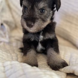 Miniature Schnauzer Puppies from Miniature Schnauzer Paradise llc