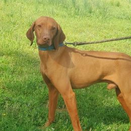 Diesel - Vizsla