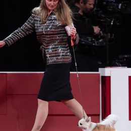 Chihuahuas and Tibetan Spaniels from Improv Tibetan Spaniels and Chihuahuas