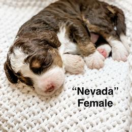 Nevada - Brown and white female Bernedoodle puppy in Hudson, Indiana from TurkeyCreek-K9