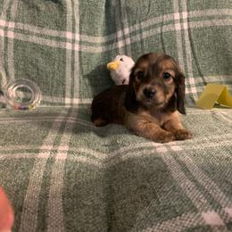 Akc Josie F 3 - Sable female Dachshund puppy in Penn Run, Pennsylvania from Shannon’s Dachshunds