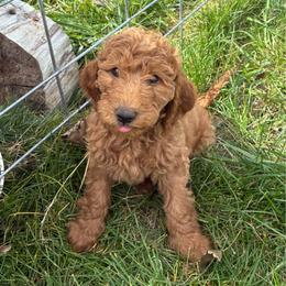 Peanut - Caramel red female Labradoodle puppy in Montrose, Colorado from Ithilien Labradoodles