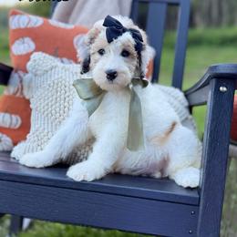 Shelly - Brown and white female Sheepadoodle puppy in Argillite, Kentucky from DeAnna’s Doodles