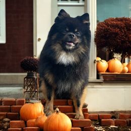 Marley - Pomeranian