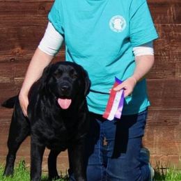 Labrador Retrievers from Artesian Labradors