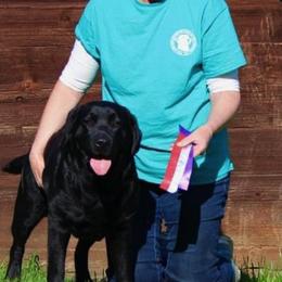 Labrador Retrievers from Artesian Labradors