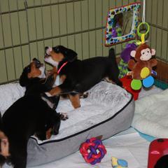 Entlebucher Mountain Dog Puppies from Excel-Entlebuchers