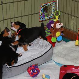 Entlebucher Mountain Dog Puppies from Excel-Entlebuchers