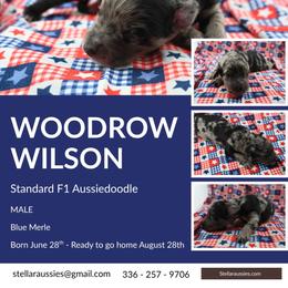 Woodrow Wilson - Blue merle male Aussiedoodle puppy in Asheboro, North Carolina from Stellar Aussies