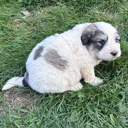 Puppy ID 36265 - White and badger male Great Pyrenees puppy in Leicester, North Carolina from Randall Glen Pyrenees