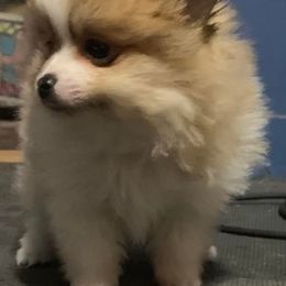 American Corgis and Pomeranians from Circle R Kennels