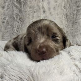 Boy 2 - Dapple male Dachshund puppy in Holly, Michigan from Mini Doxie Mischief Makers