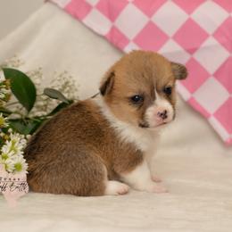 Betty Boo - White and red female Pembroke Welsh Corgi puppy in Keene, Texas from Texas Fluff Butts and Friends