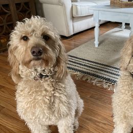 Lucy - Goldendoodle