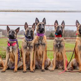 Belgian Malinois from Malinois v Cloven Hoof