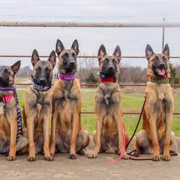 Belgian Malinois from Malinois v Cloven Hoof