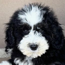Peter White Collar Male - Black and white male Bernedoodle puppy in Peoria, Arizona from Wroth's Pawsibilities
