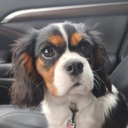 Lia - Cavalier King Charles Spaniel
