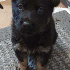 German Shepherds from Duke and Daisy's Litter