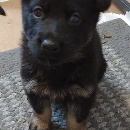 German Shepherds from Duke and Daisy's Litter