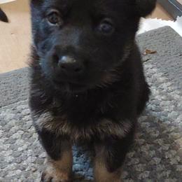 German Shepherds from Duke and Daisy's Litter