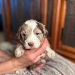 Cocoa - Red merle female Australian Shepherd puppy in Columbia Falls, Montana from Firefly Horse Co Wellness Retreat Center