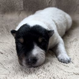 Female 1 - Blue female Australian Cattle Dog puppy in Irvington, Kentucky from Dry Valley’s Australian Cattle Dogs