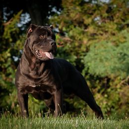 Blade - Cane Corso