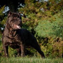 Blade - Cane Corso