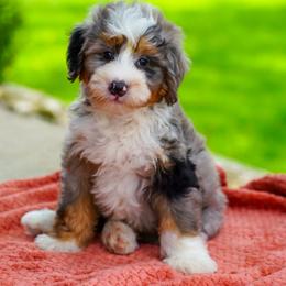 Boxer - Merle male Bernedoodle puppy in Dundee, Ohio from Down Home Doodle
