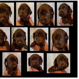 German Shorthaired Pointer Puppies from RADBACH KENNELS