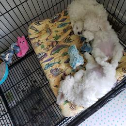 Samoyed puppies from Sno-Puff Samoyeds