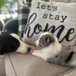 Cal - Atypical merle male Border Collie puppy in Jonesboro, Arkansas from Hampton Border Collies