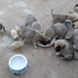 Anatolian Shepherd Dog Puppies from Thakeb Anatolian Shepherd