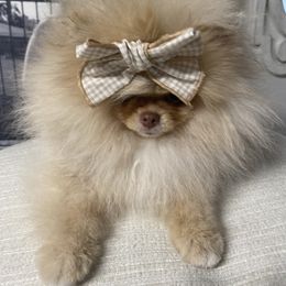 Pomeranian Puppies from Strawberry Pom Poms