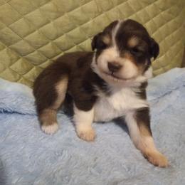 Girl 1 - Red Australian Shepherd puppy in Belleville, West Virginia from Chasitys Australian Shepherds