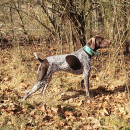 Mable - German Shorthaired Pointer