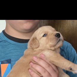 Golden Retriever Puppies from Mount Hood Golden Retrievers